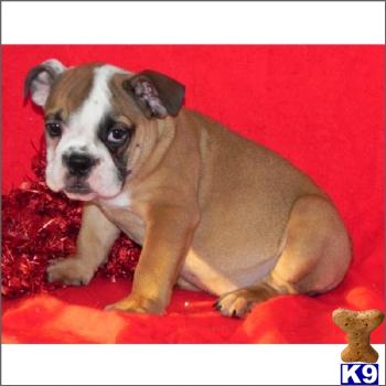 English Bulldog Puppies in FL